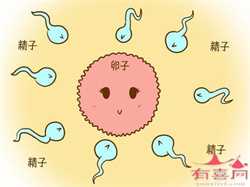 深圳代孕成功率有多高_怀孕六个月能吃芒果吗