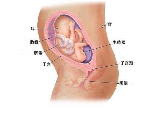 深圳专业医疗助孕_坐月子吃什么好 产妇这样吃更健康