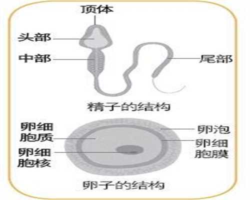 广州供卵代孕-广州代孕条件-广州代孕生子什么价位